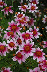 Heaven's Gate Tickseed (Coreopsis rosea 'Heaven's Gate') at A Very Successful Garden Center