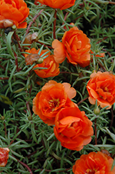 Sundial Orange Portulaca (Portulaca grandiflora 'Sundial Orange') at A Very Successful Garden Center
