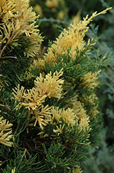 Variegated Chinese Juniper (Juniperus chinensis 'Corymbosa Variegata') at A Very Successful Garden Center