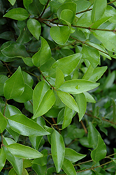 Curled-Leaf Japanese Privet (Ligustrum japonicum 'Recurvifolium') at Stonegate Gardens