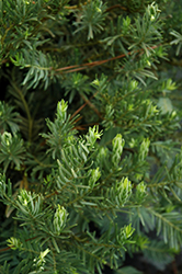 Japanese Plum Yew (Cephalotaxus harringtonia 'Drupacea') at A Very Successful Garden Center
