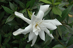 Frost Proof Hardy Gardenia (Gardenia jasminoides 'Frost Proof') at A Very Successful Garden Center