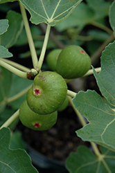 Common Fig (Ficus carica) at A Very Successful Garden Center