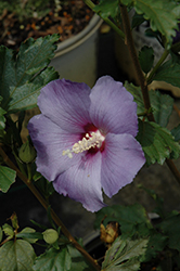 Azurri Blue Satin Rose of Sharon (Hibiscus syriacus 'DVPazurri') at A Very Successful Garden Center