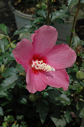 Lil' Kim Red Rose of Sharon (Hibiscus syriacus 'SHIMRR38') at A Very Successful Garden Center