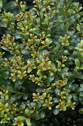 Compact Inkberry Holly (Ilex glabra 'Compacta') at Stonegate Gardens
