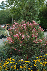 Cinnamon Ruffle Crapemyrtle (Lagerstroemia indica 'Cinnamon Ruffle') at A Very Successful Garden Center