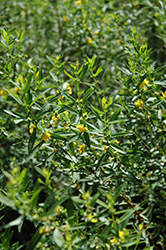 Shrubby Yellowcrest (Heimia salicifolia) at A Very Successful Garden Center