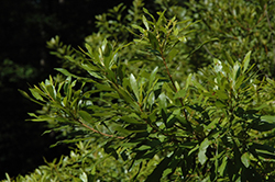 Southern Wax Myrtle (Myrica cerifera) at Stonegate Gardens