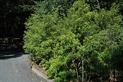 Southern Wax Myrtle (Myrica cerifera) at Stonegate Gardens