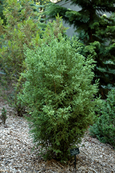 Knaptonensis Japanese Cedar (Cryptomeria japonica 'Knaptonensis') at Lakeshore Garden Centres