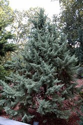 Chaparral Arizona Cypress (Cupressus arizonica 'Chaparral') at Lakeshore Garden Centres