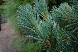 Cesarini Blue Limber Pine (Pinus flexilis 'Cesarini Blue') at A Very Successful Garden Center