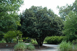 Japanese Blue Oak (Quercus glauca) at A Very Successful Garden Center