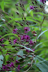 Tall Ironweed (Vernonia angustifolia) at A Very Successful Garden Center