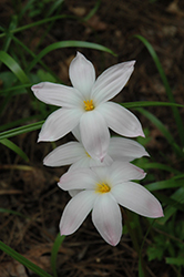 Rain Lily (Zephyranthes robusta) at A Very Successful Garden Center