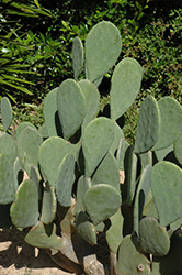 Ellisiana Spineless Prickly Pear Cactus (Opuntia cacanapa 'Ellisiana') at Lakeshore Garden Centres