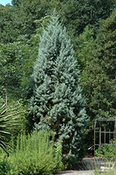 Silver Smoke Arizona Cypress (Cupressus arizonica 'Silver Smoke') at A Very Successful Garden Center
