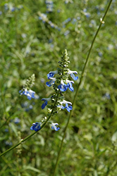 Bog Sage (Salvia uliginosa) at Lakeshore Garden Centres