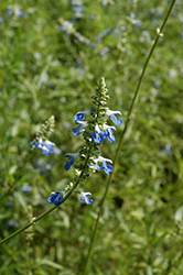 Bog Sage (Salvia uliginosa) at A Very Successful Garden Center