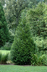 California Incense Cedar (Calocedrus decurrens) at A Very Successful Garden Center