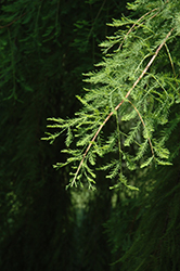 Falling Waters Baldcypress (Taxodium distichum 'Falling Waters') at A Very Successful Garden Center