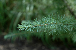 Mystic Ice Deodar Cedar (Cedrus deodara 'CDMTF1') at A Very Successful Garden Center