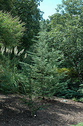 Mystic Ice Deodar Cedar (Cedrus deodara 'CDMTF1') at Stonegate Gardens