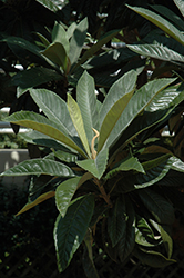 Loquat (Eriobotrya japonica) at Lakeshore Garden Centres