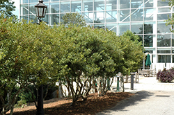 Southern Wax Myrtle (Myrica cerifera '(tree form)') at A Very Successful Garden Center