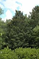 Greenback Magnolia (Magnolia grandiflora 'MGTIG') at Stonegate Gardens