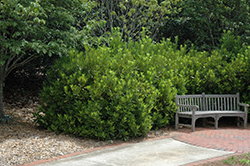 Yellow Anise Tree (Illicium parviflorum) at Lakeshore Garden Centres