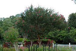 Watermelon Red Crapemyrtle (Lagerstroemia indica 'Watermelon Red') at A Very Successful Garden Center