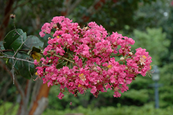 Watermelon Red Crapemyrtle (Lagerstroemia indica 'Watermelon Red') at Stonegate Gardens