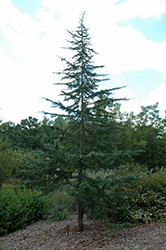 Albospica Deodar Cedar (Cedrus deodara 'Albospica') at A Very Successful Garden Center