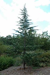 Albospica Deodar Cedar (Cedrus deodara 'Albospica') at Stonegate Gardens