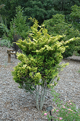 Tetragona Aurea Hinoki Falsecypress (Chamaecyparis obtusa 'Tetragona Aurea') at Lakeshore Garden Centres
