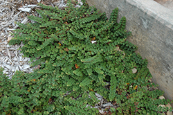 Emerald Carpet Raspberry (Rubus calycinoides 'Emerald Carpet') at Lakeshore Garden Centres