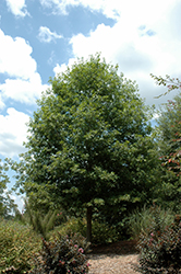 Highpoint Nuttall's Oak (Quercus nuttallii 'QNFTA') at A Very Successful Garden Center