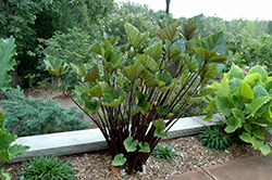 Tea Cup Elephant Ear (Colocasia esculenta 'Tea Cup') at Lakeshore Garden Centres