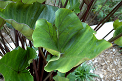 Tea Cup Elephant Ear (Colocasia esculenta 'Tea Cup') at A Very Successful Garden Center