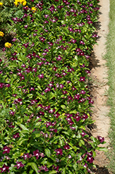 Jams 'N Jellies Blackberry Vinca (Catharanthus roseus 'PAS926830') at A Very Successful Garden Center