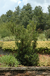 Shrubby Podocarpus (Podocarpus macrophyllus 'Maki') at A Very Successful Garden Center