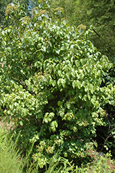 Michael Dodge Viburnum (Viburnum dilatatum 'Michael Dodge') at A Very Successful Garden Center