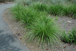 Eastern Gamagrass (Tripsacum dactyloides) at Stonegate Gardens