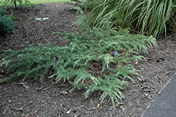 Golden Horizon Deodar Cedar (Cedrus deodara 'Golden Horizon') at A Very Successful Garden Center