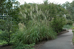 Ravenna Grass (Erianthus ravennae) at Stonegate Gardens