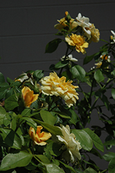 Tequila Gold Rose (Rosa 'Meipojona') at A Very Successful Garden Center