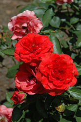 Brilliant Veranda Rose (Rosa 'KORfloci08') at A Very Successful Garden Center