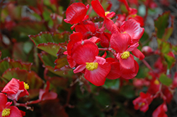 BabyWing Red Begonia (Begonia 'BabyWing Red') at A Very Successful Garden Center